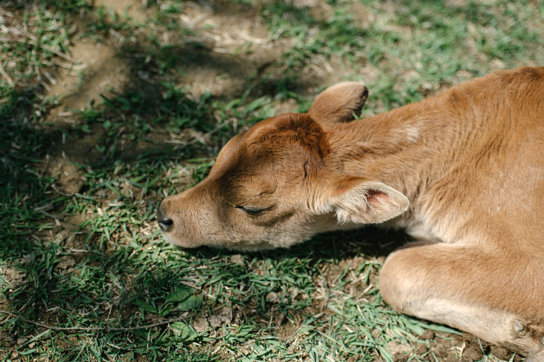 牧場見学・研修についてのお知らせ