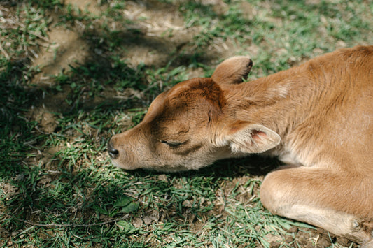 牧場見学・研修についてのお知らせ
