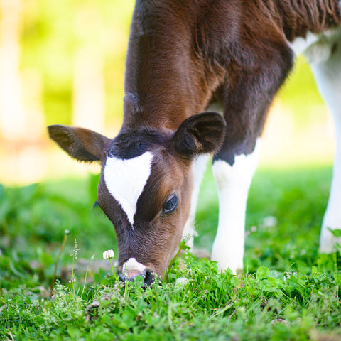 自然放牧カップアイス8個セット