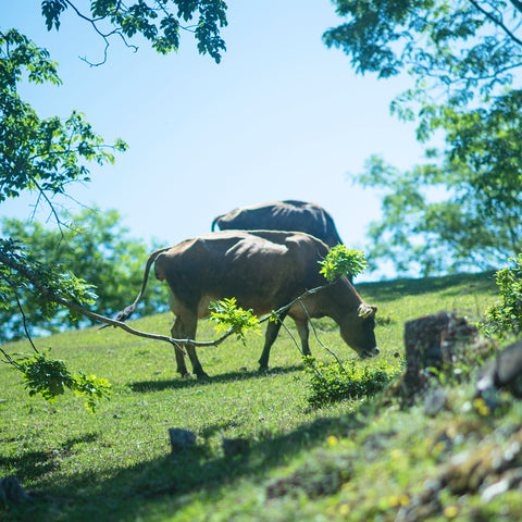 【定期便専用】なかほら牧場牛乳ミニボトル
