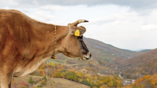 牧場通信  Vol.13