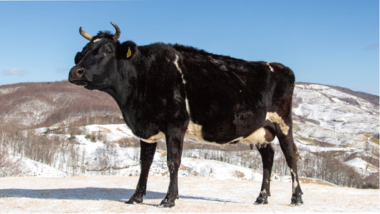 牧場通信  Vol.14