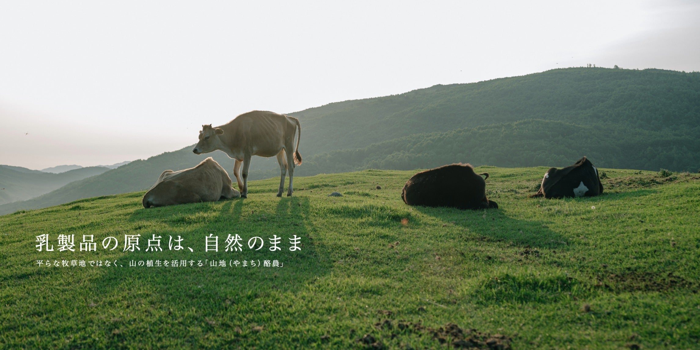 山地酪農について～About なかほら牧場