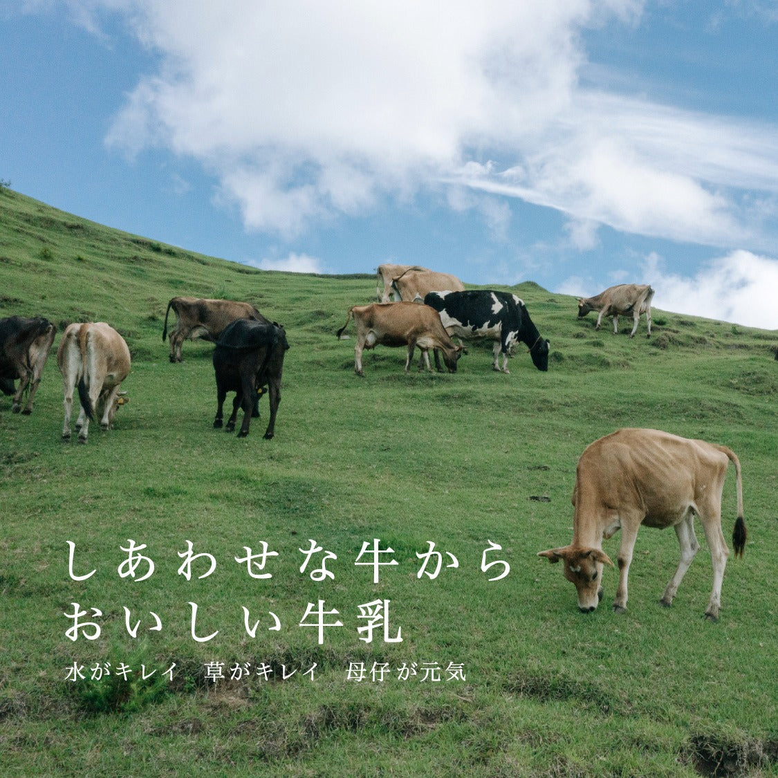 季節によって風味が変化する昔懐かしい自然のままの牛乳