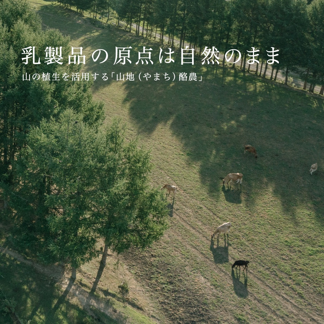 山地酪農について～About なかほら牧場