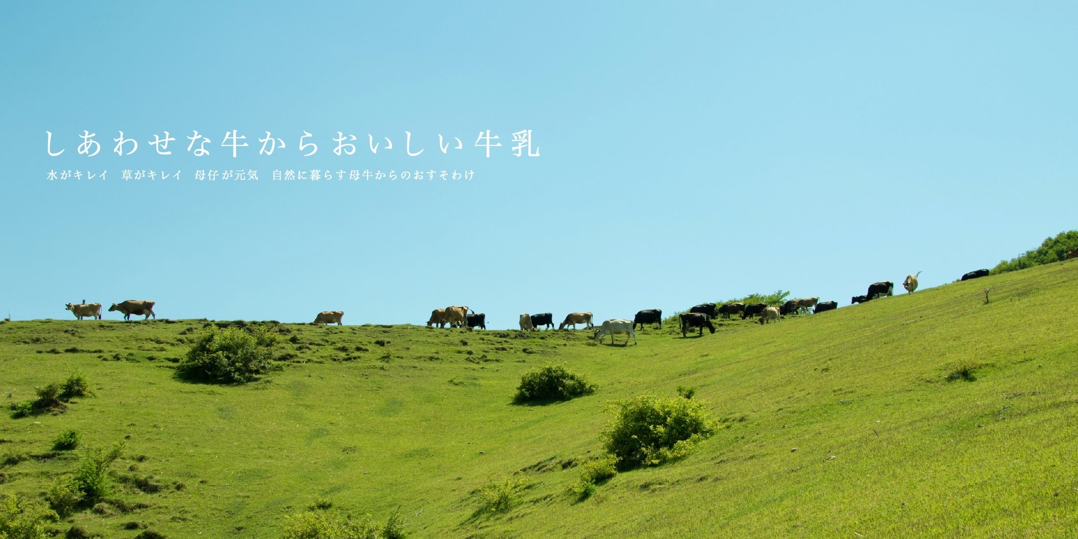 季節によって風味が変化する昔懐かしい自然のままの牛乳
