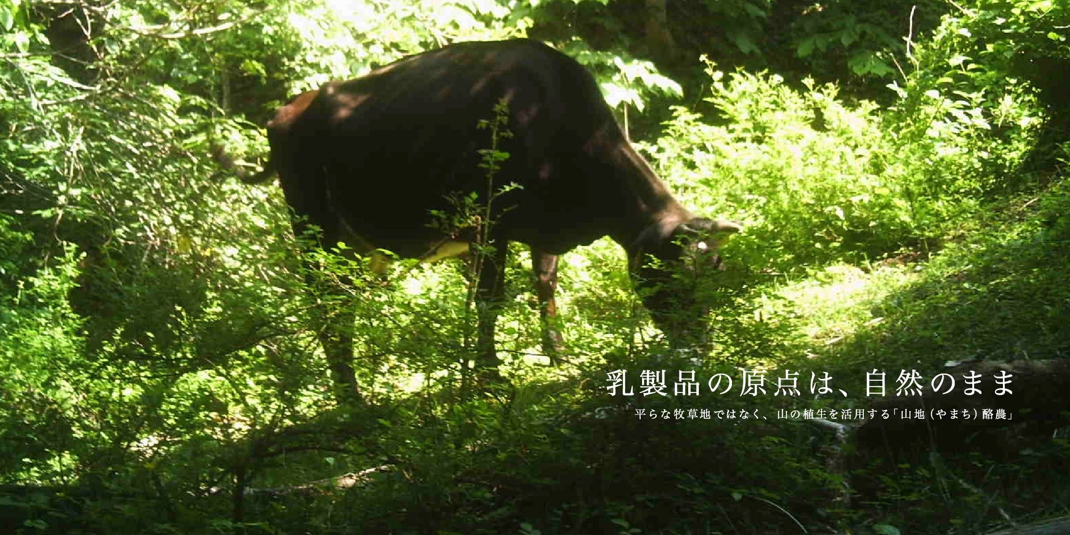 山地酪農について～About なかほら牧場