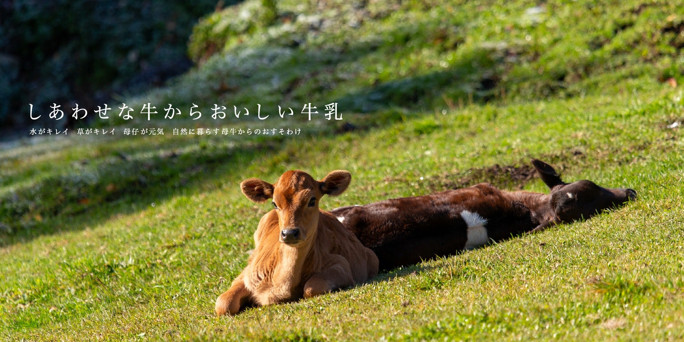 季節によって風味が変化する昔懐かしい自然のままの牛乳