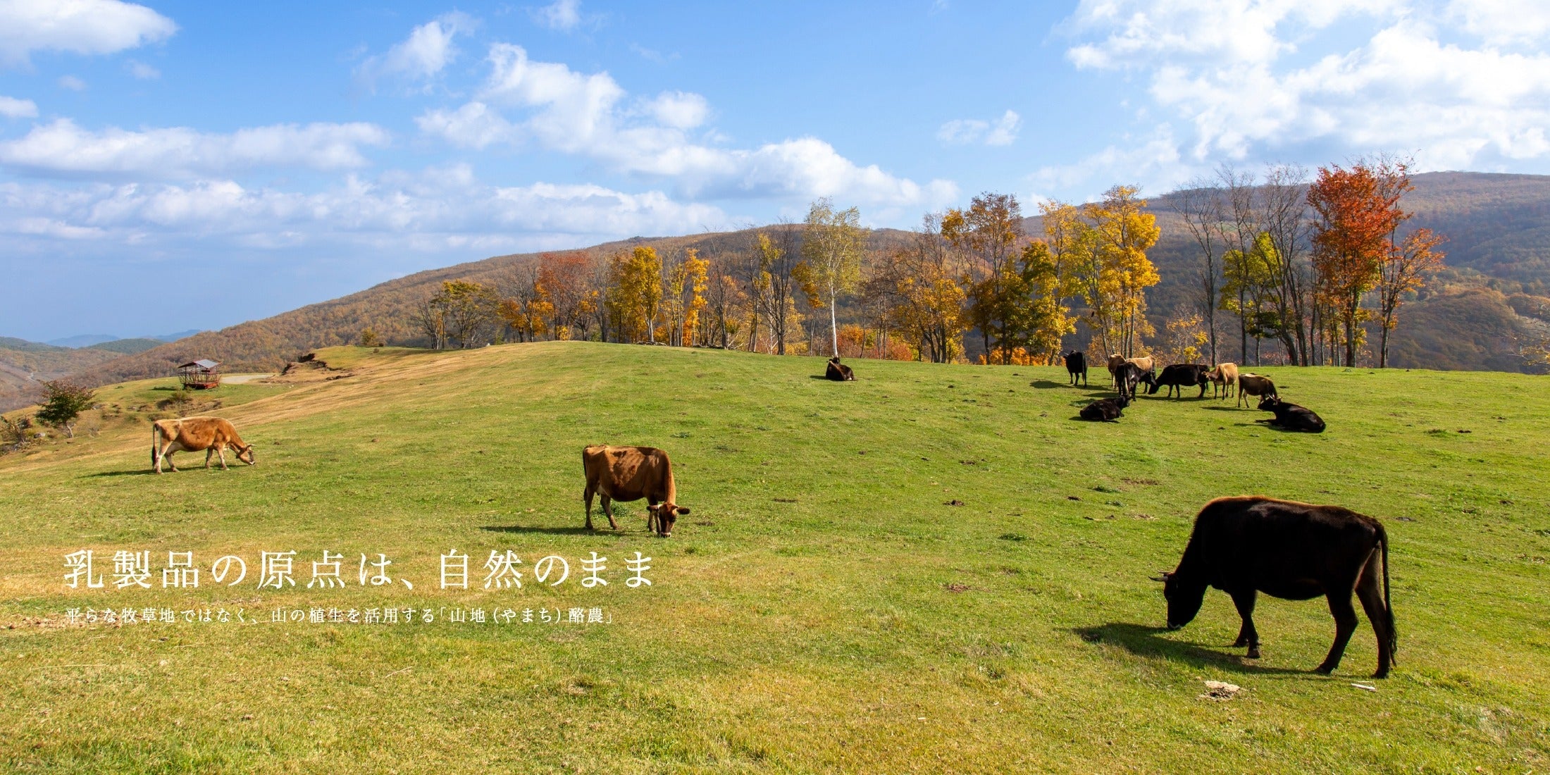 山地酪農について～About なかほら牧場