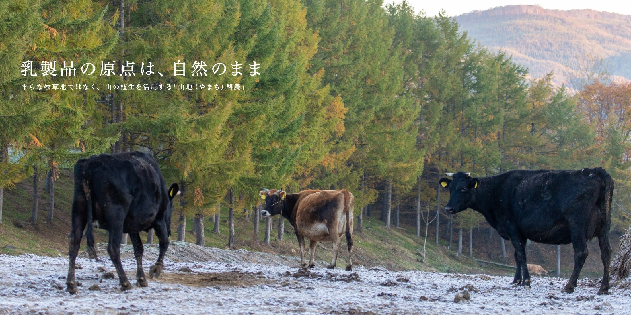 山地酪農について～About なかほら牧場