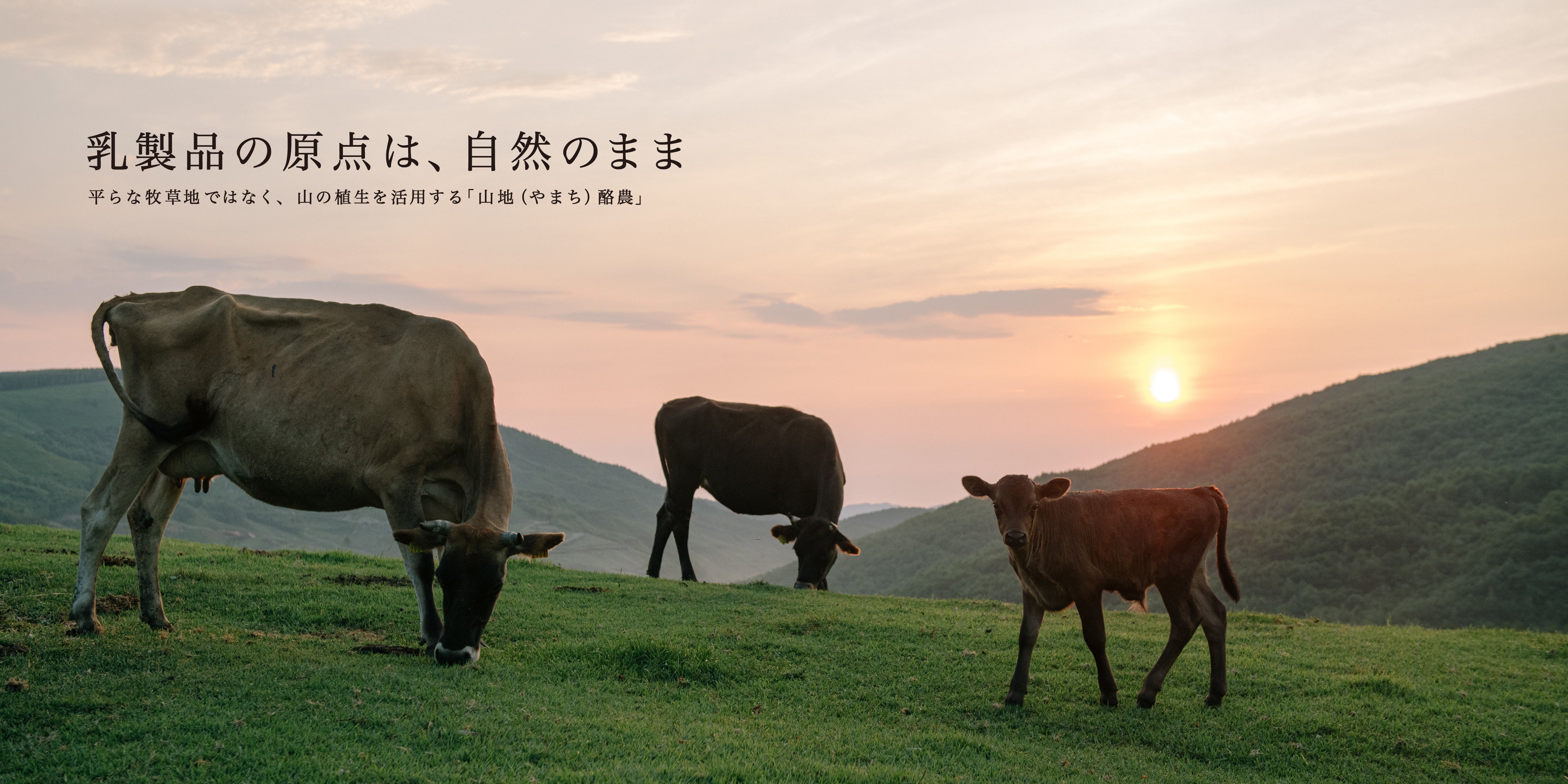 山地酪農について～About なかほら牧場