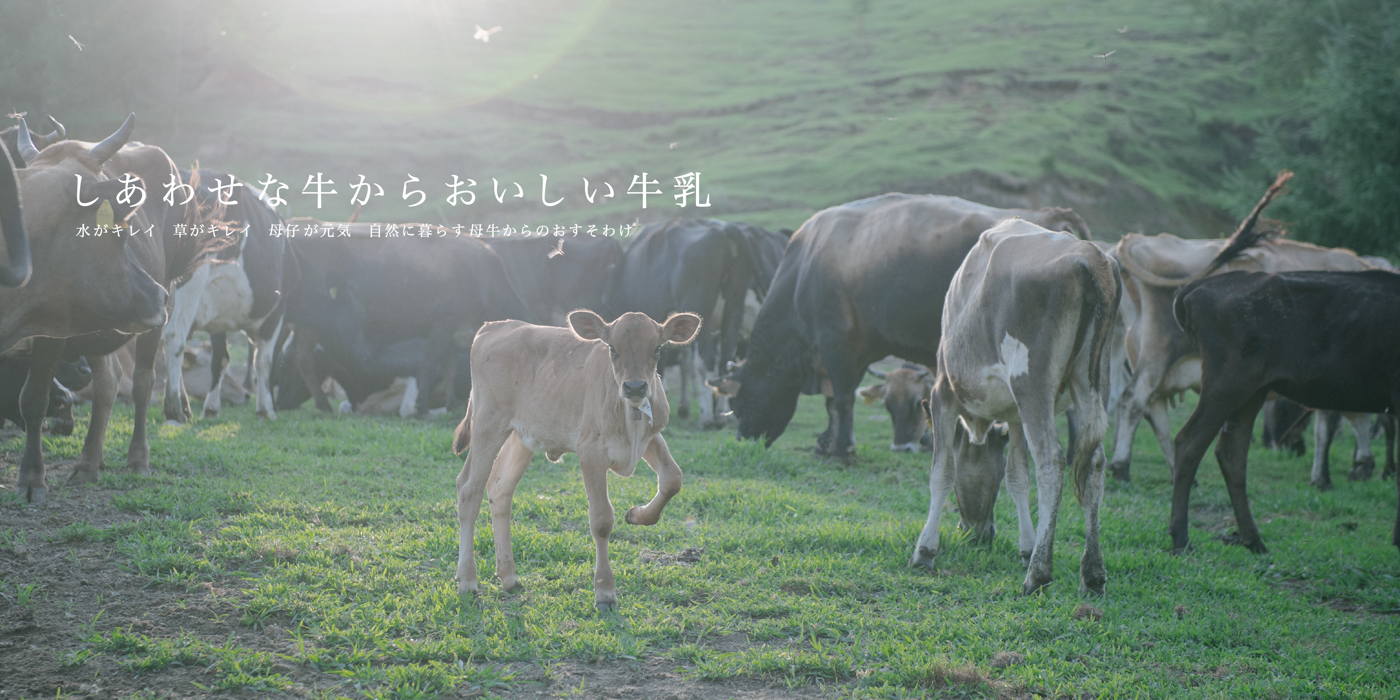 季節によって風味が変化する昔懐かしい自然のままの牛乳