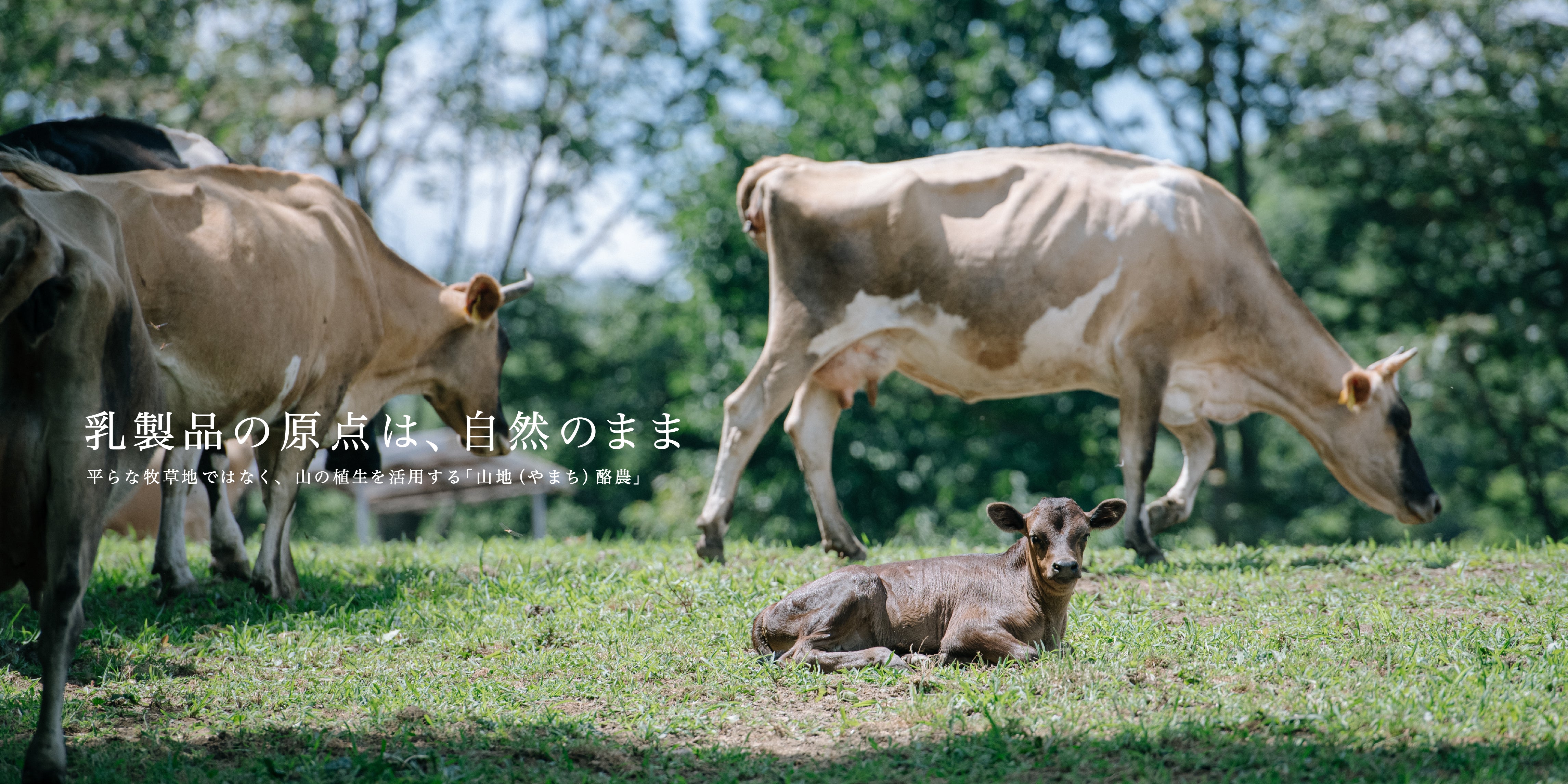山地酪農について～About なかほら牧場