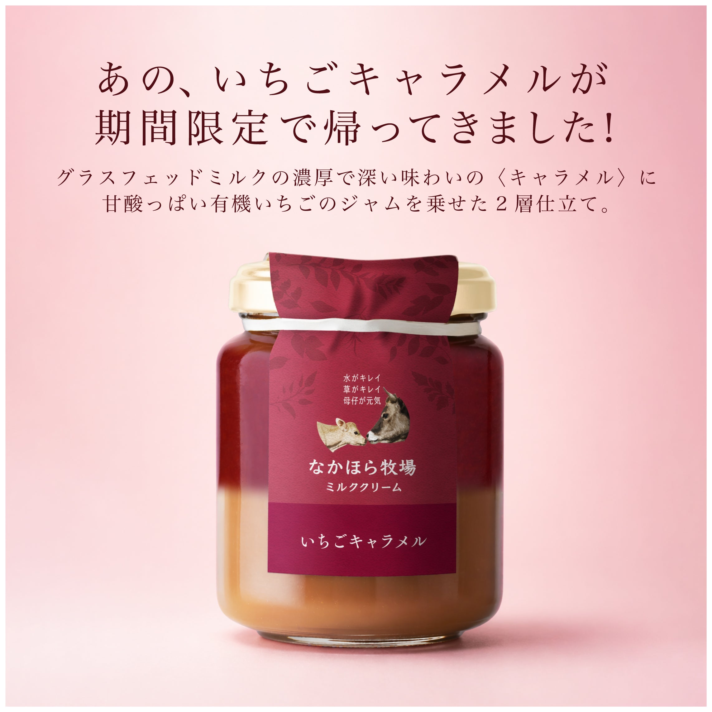 数量限定！有機いちごキャラメルミルククリーム