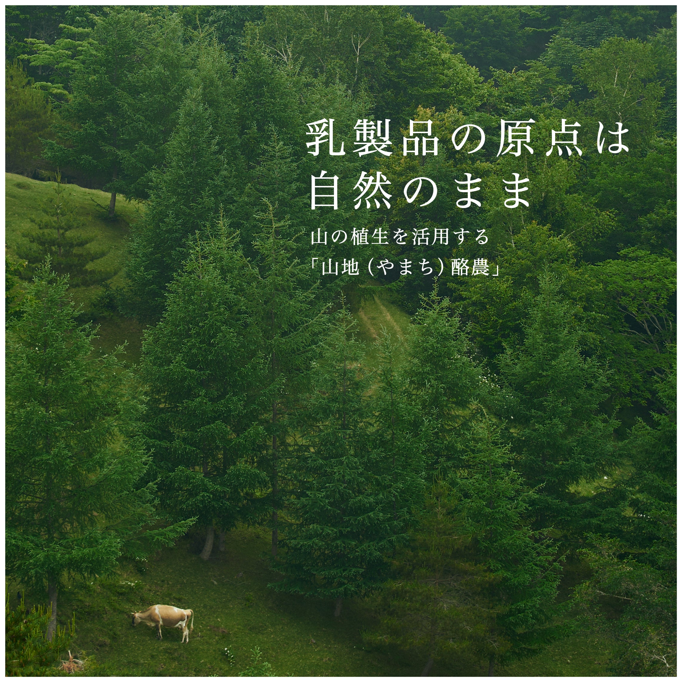 山地酪農について～About なかほら牧場
