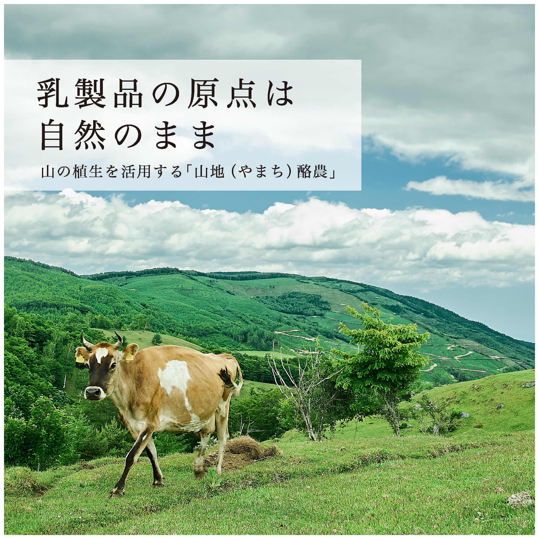 山地酪農について～About なかほら牧場
