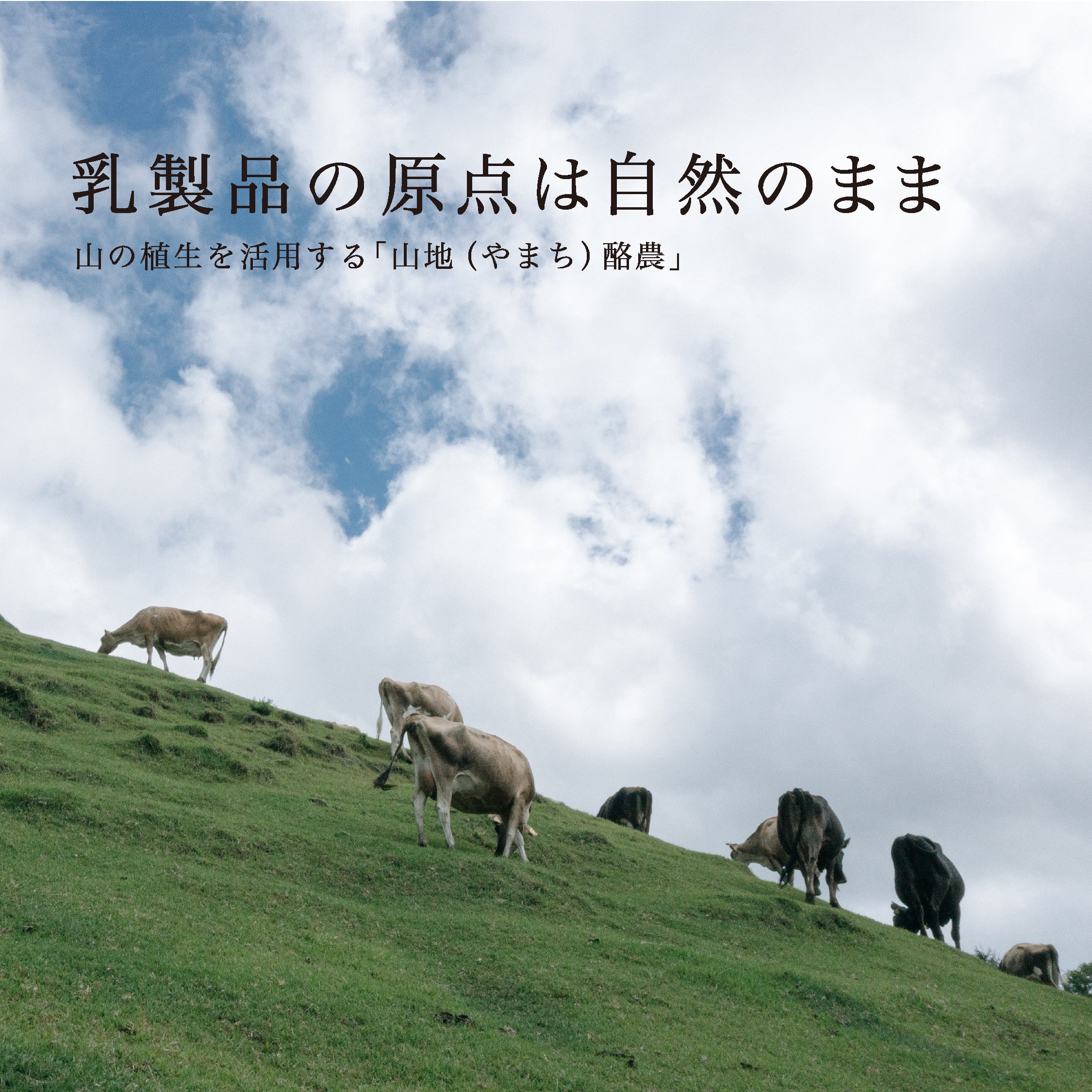 山地酪農について～About なかほら牧場