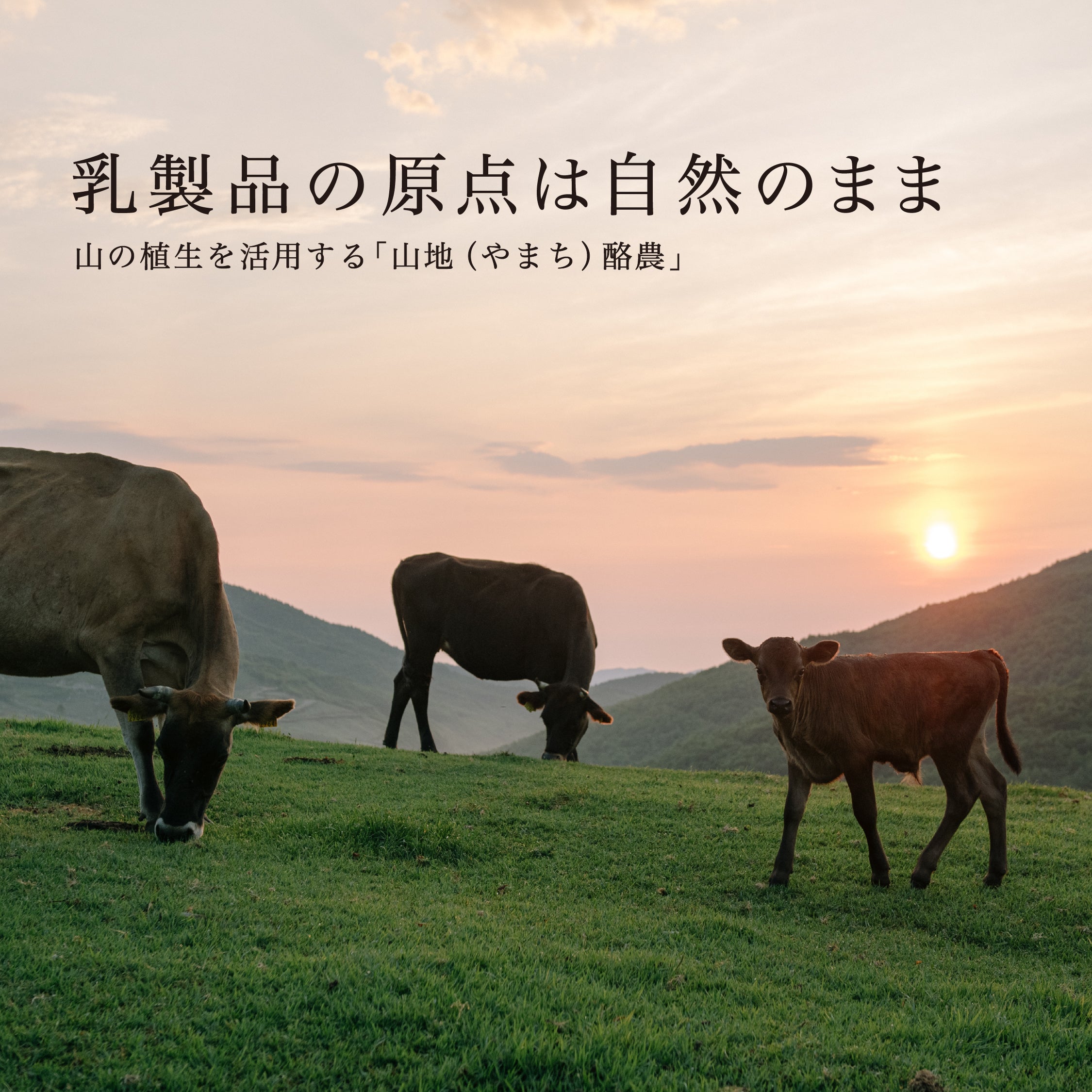 山地酪農について～About なかほら牧場