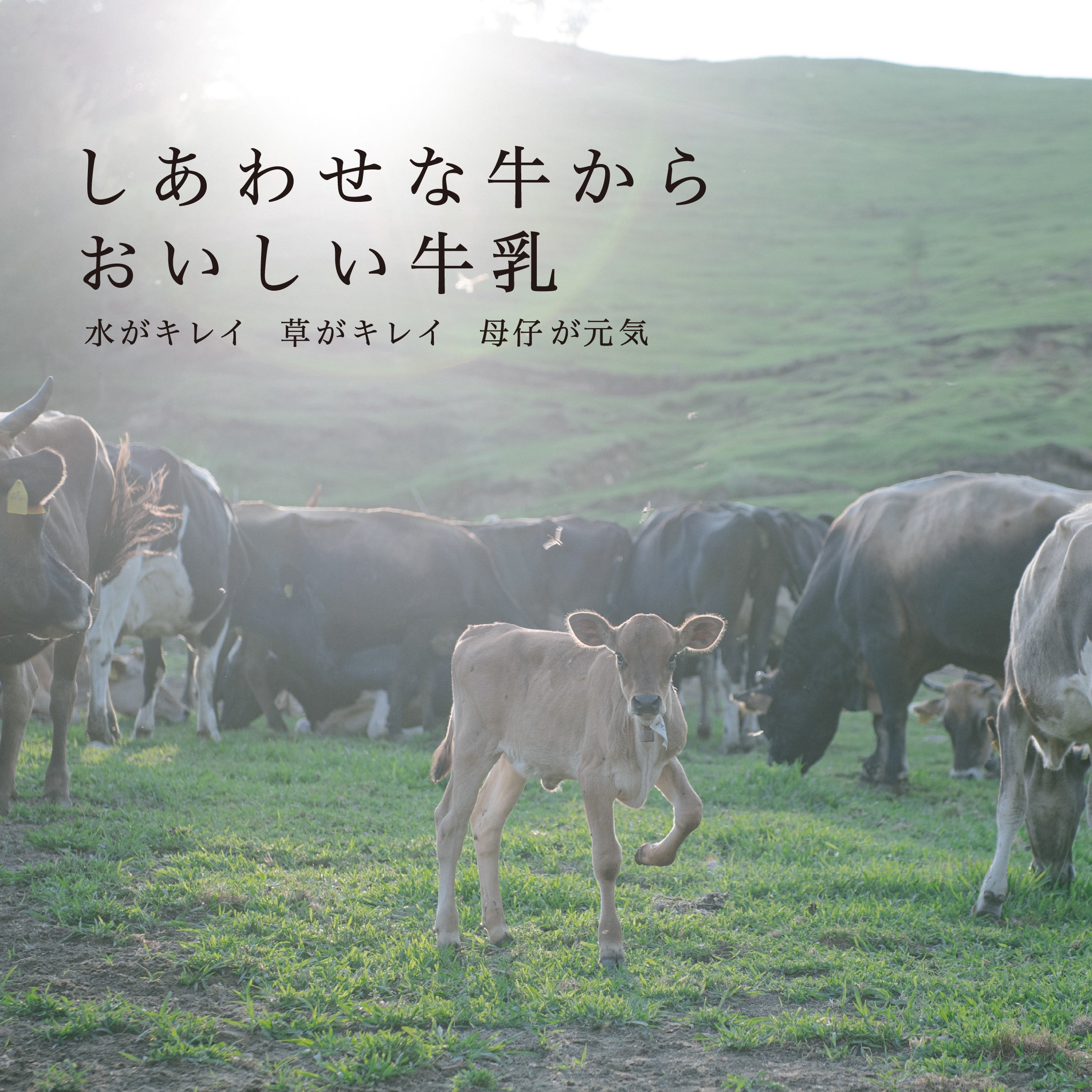 季節によって風味が変化する昔懐かしい自然のままの牛乳
