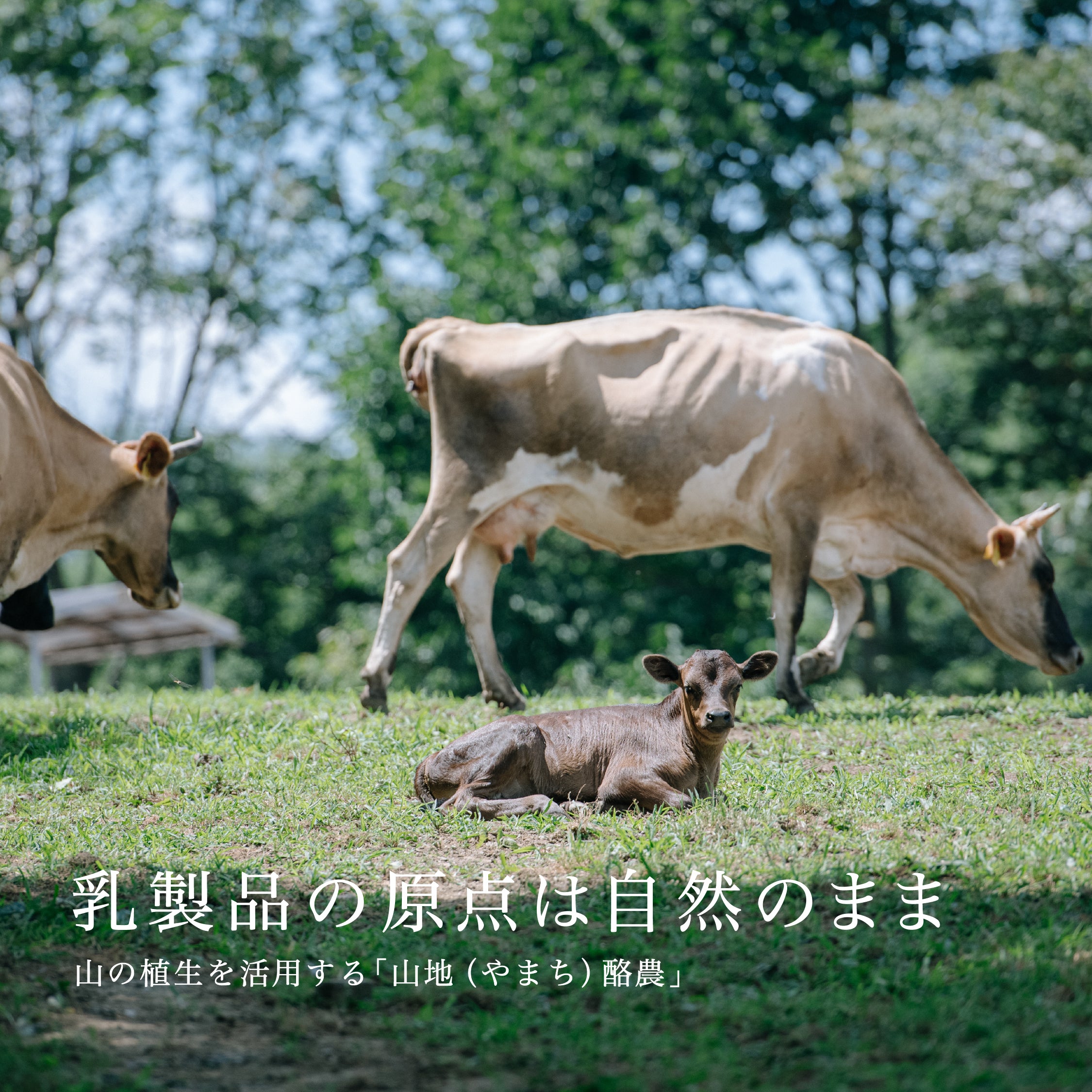 山地酪農について～About なかほら牧場