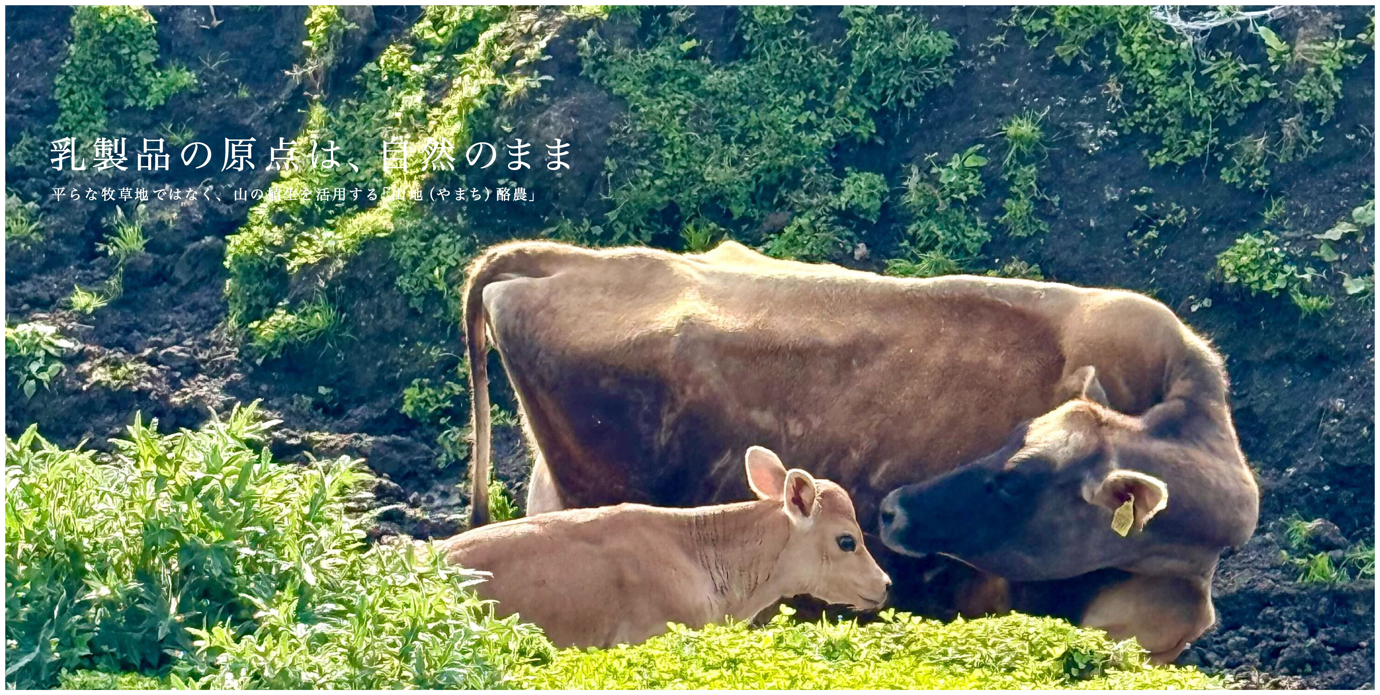 山地酪農について～About なかほら牧場