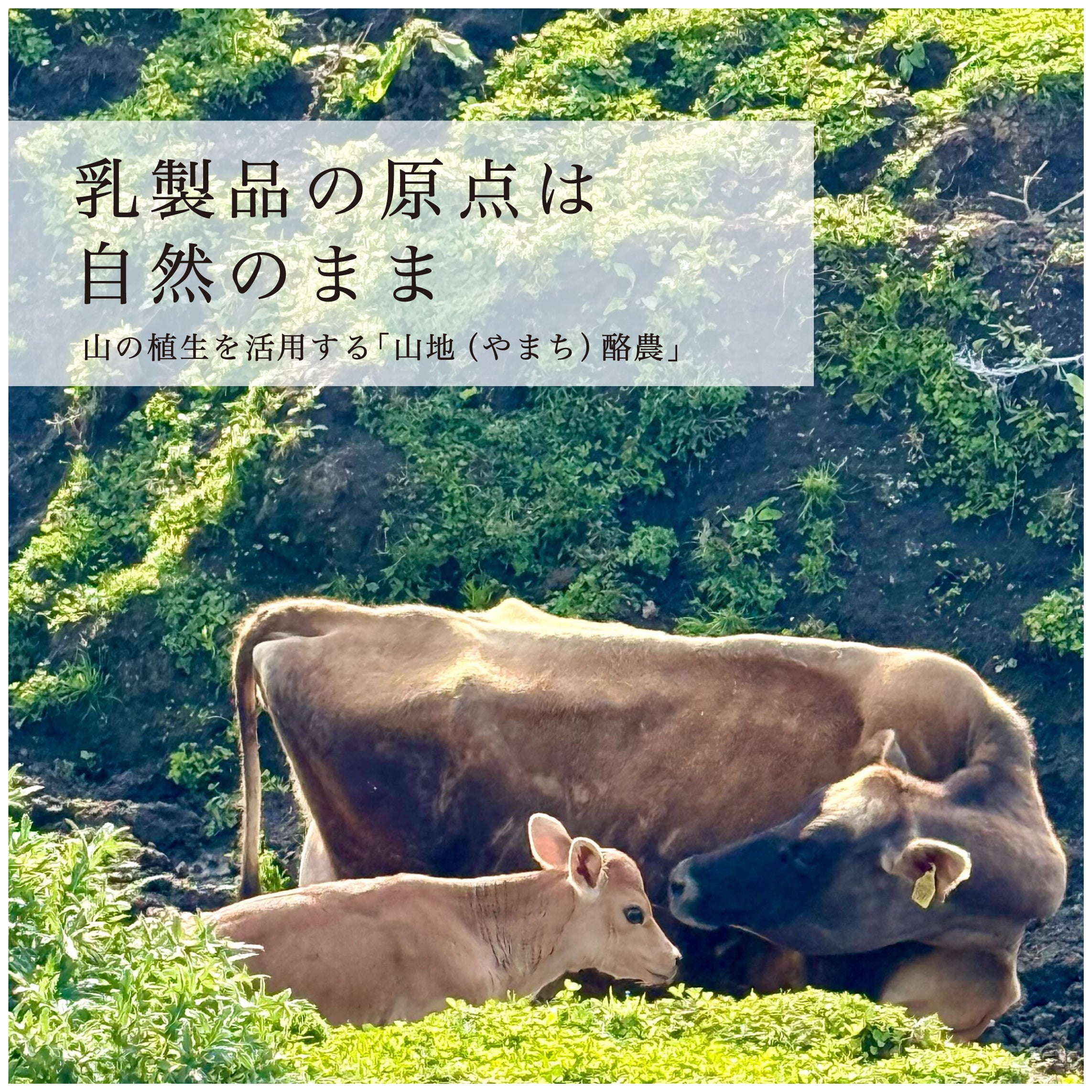 山地酪農について～About なかほら牧場